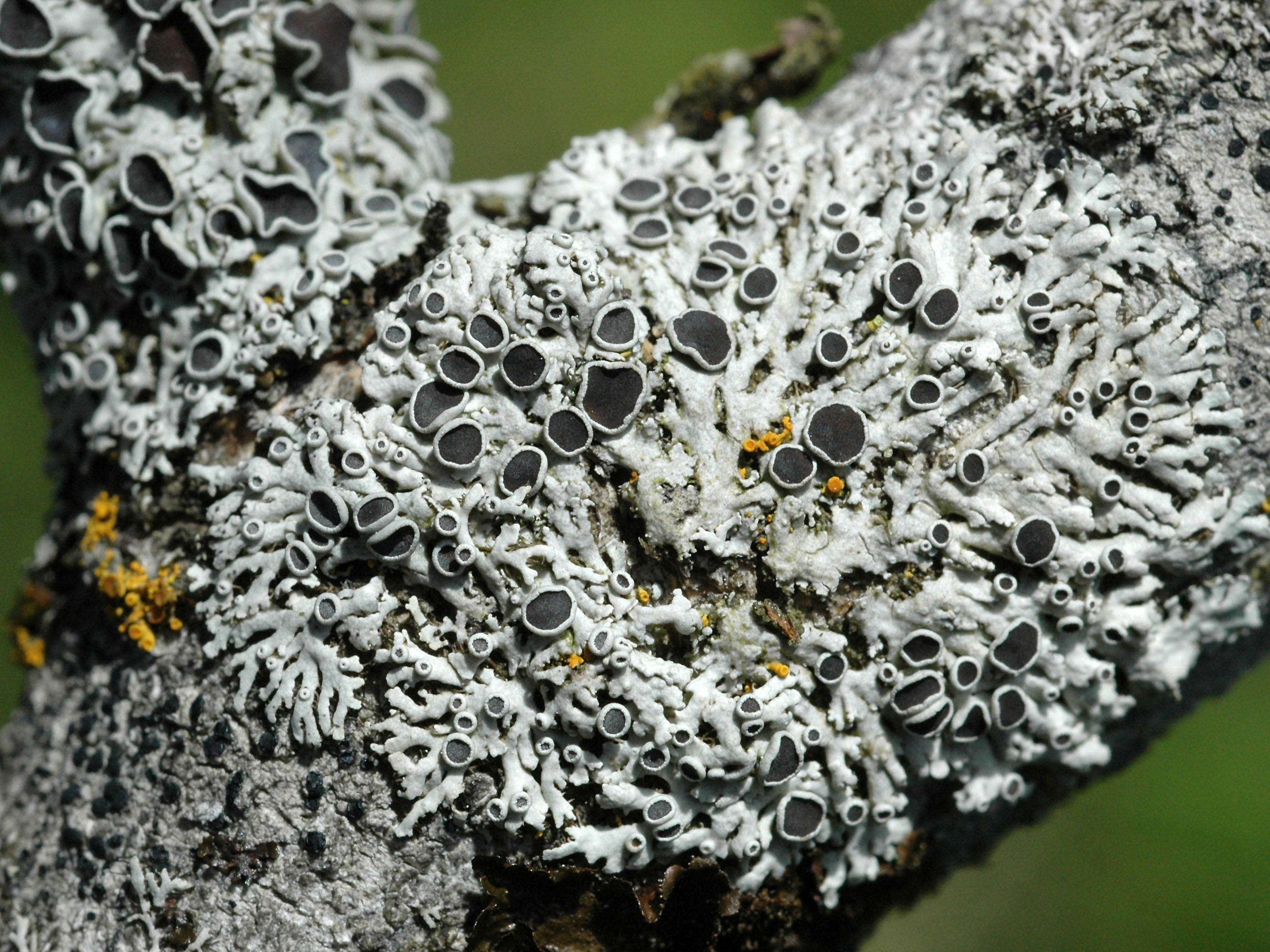 Представитель Семейства Physciaceae